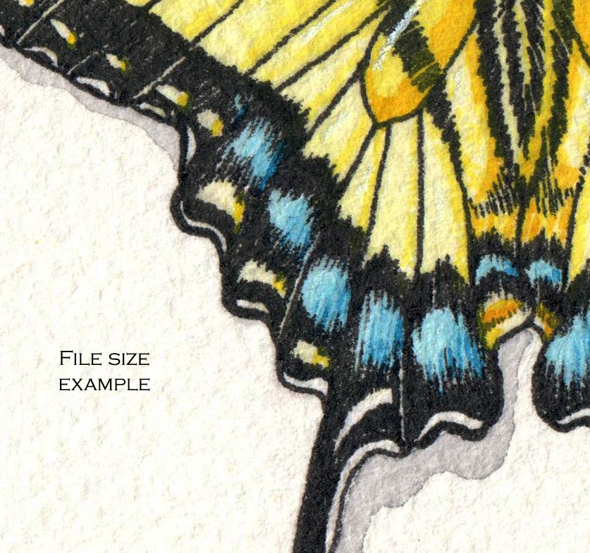 Digital File - Eastern Tiger Swallowtail Butterfly Digital File - Eastern Tiger Swallowtail Butterfly