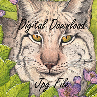  Digital File - Iberian Lynx Wild Cat Color Painting Printable Clip Art Download 