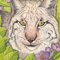 Kimberly Crick Iberian Lynx Animal Artists Collective watercolor painting