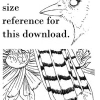 Digital File - Blue Jay Bird Line Art Drawing Printable Clip Art Download