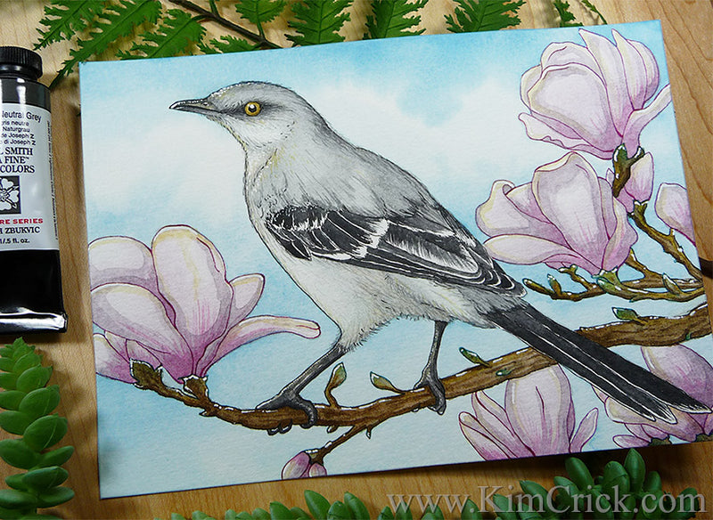 Mockingbird Spetch Northern Mockingbird