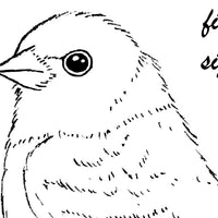 Digital File - Lazuli Bunting Bird ATC Line Drawing Traceable Art Artists Printable Coloring Book Download