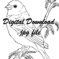Digital File - Lazuli Bunting Bird ATC Line Drawing Traceable Art Artists Printable Coloring Book Download