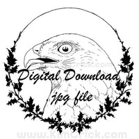  Digital File - Red-shouldered Hawk Bird of Prey Art Pen Drawing Scan Printable Coloring Page Instant Download 