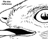  Digital File - Red-shouldered Hawk Bird of Prey Art Pen Drawing Scan Printable Coloring Page Instant Download 