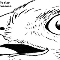  Digital File - Red-shouldered Hawk Bird of Prey Art Pen Drawing Scan Printable Coloring Page Instant Download 