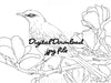 Digital File - Northern Mockingbird Line Art Drawing Printable Download For Practice Painting