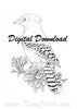 Digital File - Blue Jay Bird Line Art Drawing Printable Clip Art Download