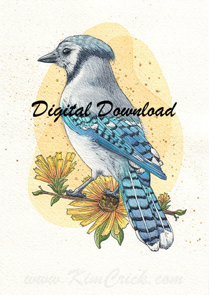 Digital File - Blue Jay Bird Color Painting Printable Clip Art Download
